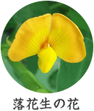 落花生の花